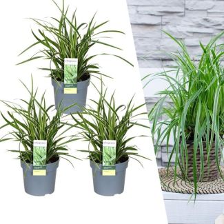 3 stuks Bonte Siergras, Struik, Kleur Groen met Creme, Borderplant, Carex morrowi  Ice Dance  - Ø 14 cm - ↨ 25 cm