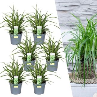 6 stuks Bonte Siergras, Struik, Kleur Groen met Creme, Borderplant, Carex morrowi  Ice Dance  - Ø 14 cm - ↨ 25 cm