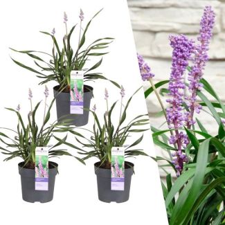Leliegras, 3 Stuks, Groenblijvend Kleur bloem Paars, Siergras,3 x Liriope muscari  Ingwersen  - Ø 14 cm - ↨ 25 cm
