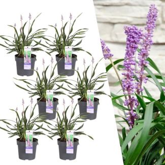 Leliegras, 6 Stuks, Groenblijvend Kleur bloem Paars, Siergras, 6 x Liriope muscari  Ingwersen  - Ø 14 cm - ↨ 25 cm