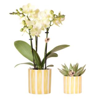 Kado Tip! Gif Set van gele orchidee Mexico  Ø9cm, Groene Succulent Ø6cm,Painted Stripe Sierpot,