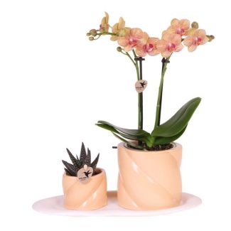 Tip! Gift set Optimism small peach ,Oranje Orchidee  Ø9cm, Groene Succulent Ø6cm, Candy sierpotten,  Wit Organisch Dienblad