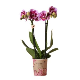 2 stuks Roze Paarse Vlinderpracht: Amabilis Orchidee in Ø9cm Pot, Vlinderorchidee