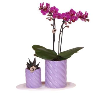 Kado Tip! Gift set Optimism small lila ,Oranje Orchidee  Ø9cm, Groene Succulent Ø6cm, Candy sierpotten,  Wit Organisch Dienblad