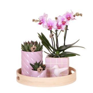 Tip! Gift set Colourful Optimism Roze ,Oranje Orchidee  Ø9cm, Groene Succulent Ø6cm, Keramieken Sierpotten , Decoratieschaal van Bamboe