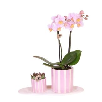 Gift set Mediterranean Sunset small , Roze Vlinder Orchidee  Andorra, in Painted Stripe Sierpot  Potmaat 09cm,  Groene plant Painted Stripe, Potmaat 06cm, Ovaal Wit Dienblad,