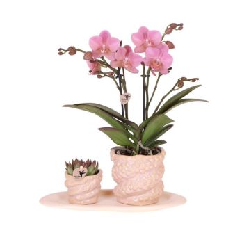 De Octopus Gift Set Small,  1x Groene plant en 1x Oudroze Vlinder Orchidee in Octopus Roze Sierpotten op Organisch Dienblad, Phalaenopsis Orchidee