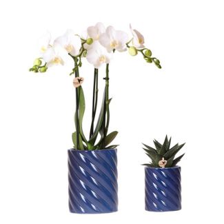 Stijlvolle Duo Plantenset, 1x Witte Vlinder Orchidee Amabilis en 1x Succulent, Candy Sierpotten Blauw , Potmaat Ø9cm & Ø6cm, Bloeiende Kamerplant