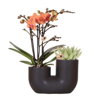 Stijlvolle Duo Plantenpot Tube Sierpot Black,Set van 1 Oranje Vlinder Orchidee Bolzano en 1 Succulent,  potmaat Ø9cm, Bloeiende Kamerplant