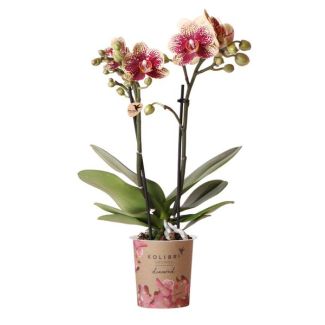 2 stuks Geel rode Vlinderpracht: Amabilis Orchidee in Ø9cm Pot, Vlinderorchidee