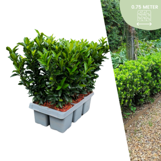 6 x Kardinaalsmuts 'Green Spire' - buxus alternatief / vervanger 6x Ø 7 cm - ↨ 15 cm