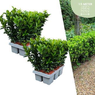 12 x Kardinaalsmuts 'Green Spire' - buxus alternatief / vervanger 12Ø 7 cm - ↨ 15 cm