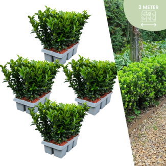 24 x Kardinaalsmuts 'Green Spire' - buxus alternatief / vervanger 24x Ø 7 cm - ↨ 15 cm