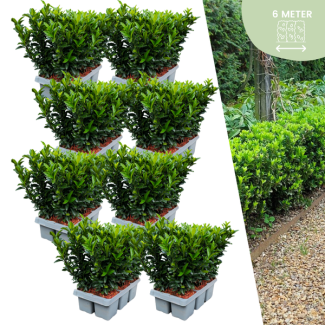 48 x Kardinaalsmuts 'Green Spire' - buxus alternatief / vervanger 48 x Ø 7 cm - ↨ 15 cm