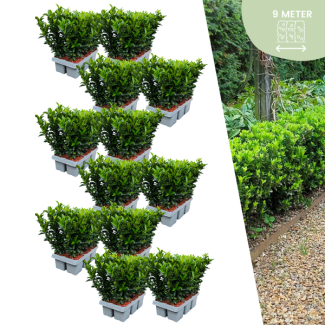 72 x Kardinaalsmuts 'Green Spire' - buxus alternatief / vervanger 72 x Ø 7 cm - ↨ 15 cm