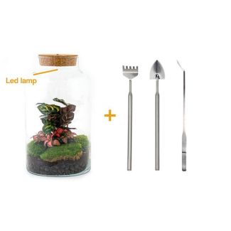 DIY terrarium - Milky Calathea with Light - ↕ 31 cm - Rake + Shovel + Tweezer