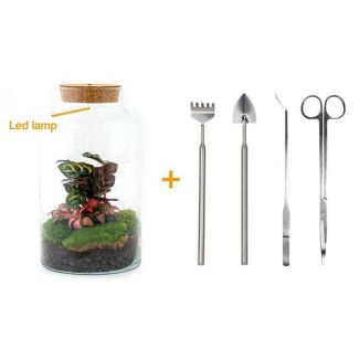 DIY terrarium - Milky Calathea with Light - ↕ 31 cm - Rake + Shovel + Tweezer + Scissors