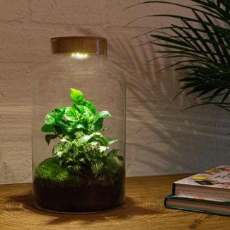 Planten Terrarium met Verlichting - Milky Coffea - ↕ 31 cm - Zelfbouw