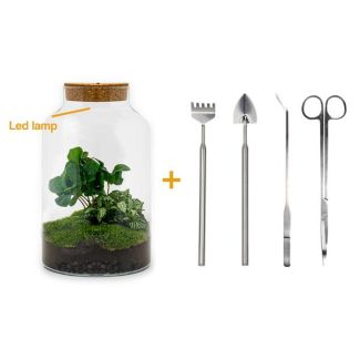 Planten Terrarium met Verlichting - Milky Coffea - ↕ 31 cm - Zelfbouw met hark, schep, pincet en schaar