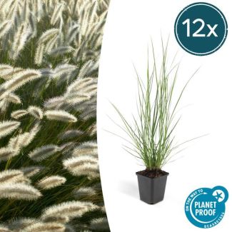 12x Lampenpoetsergras 'Hameln' (Pennisetum alopecuroides 'Hameln') - siergras