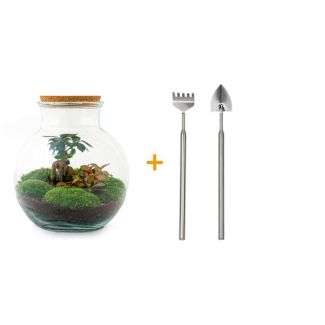 Glazen Plantenbak! - Teddy Bonsai - ↕ 26,5 cm - DIY  - met hark, schep