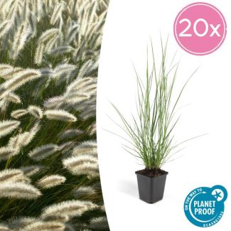 20x Lampenpoetsergras 'Hameln' (Pennisetum alopecuroides 'Hameln') - siergras