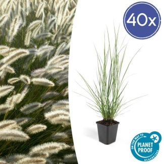 40x Lampenpoetsergras 'Hameln' (Pennisetum alopecuroides 'Hameln') - siergras