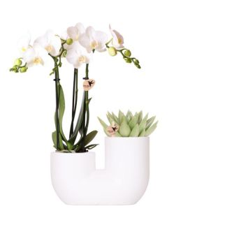 Combi Set, Kado Tip, Tube Sierpot Wit met Witte VlinderOrchidee Amabilis + Succulent, potmaat Ø9cm