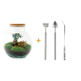 Glazen Plantenbak! - Teddy Bonsai - ↕ 26,5 cm - DIY - met hark, schep, pincet