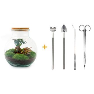 Glazen Plantenbak! - Teddy Bonsai - ↕ 26,5 cm - DIY - met hark, schep, pincet en schaar