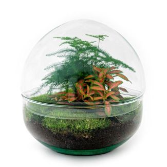 Doe-het-zelf plantenterrarium - Dome Red - Hoogte 20 cm