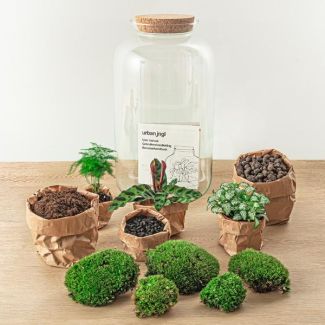 Zelfbouw planten terrarium - Botanische XL pot - 43 x 23 cm - Met planten en toebehoren