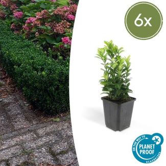 6x Japanse kardinaalsmuts 'Green Spire' - Euonymus - Ideale Haag plant - ↕15 cm - Ø9cm