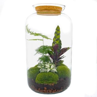 Zelfbouw planten terrarium - Botanische XL pot - 43 x 23 cm - Met planten en toebehoren met hark, schep, pincet en schaar