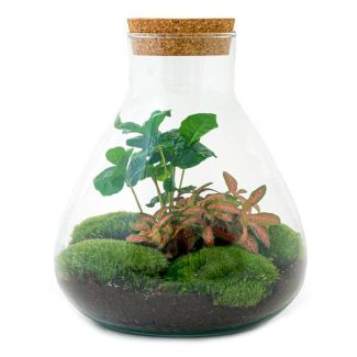 Cadeau Tip: Zelfbouw Planten Terrarium - Sammie Coffea - koffieplant  - ↕ 27 cm - DIY