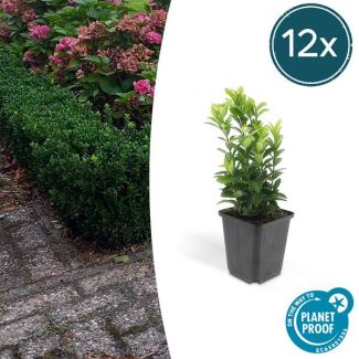 12x Japanse kardinaalsmuts 'Green Spire' - Euonymus - Ideale Haag plant - ↕15 cm - Ø9cm