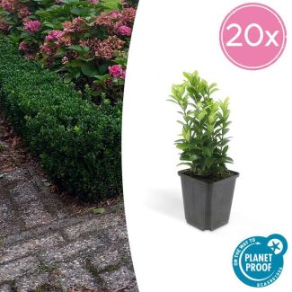 20x Japanse kardinaalsmuts 'Green Spire' - Euonymus - Ideale Haag plant - ↕15 cm - Ø9cm