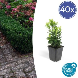 40x Japanse kardinaalsmuts 'Green Spire' - Euonymus - Ideale Haag plant - ↕15 cm - Ø9cm