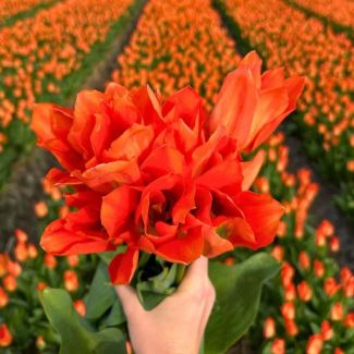 Tulpenbol voor Orange Emperor Tulp | Set van 15 bloembollen voor oranje tulpen