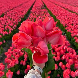 15 Bloembollen voor Van Eijk tulpen | prachtige rood-roze tulpen, 45 cm hoog | Elegante tulpen