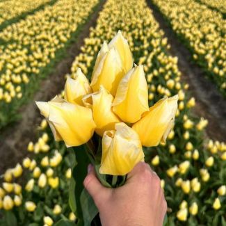 Geel-witte bloembol x 15 | Tulpenbollen voor tulp Sweetheart | Maximale hoogte 40 cm hoog