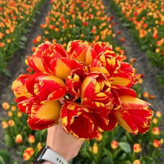 Bloembollen tulp voor Gele rode Tulpen | 15 bloembollen voor Banja Luka tulp