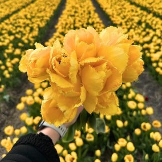 15 Bloembollen voor opvallende gele tulp Crystal Star | 15 tulpenbollen Maat 12+