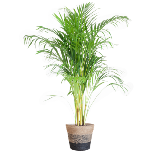 Areca Palm (Dypsis) met Lissabon mand zwart - 100cm - Ø21