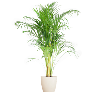 Areca Palm (Dypsis) met Viber wit - 100cm - Ø21