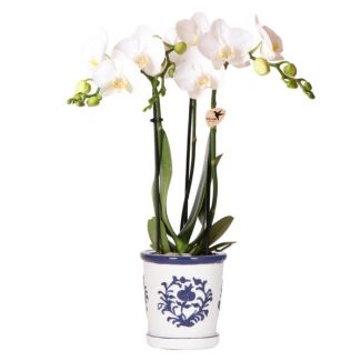 Bloeiende Kamerplant, Witte Vlinder Orchidee Amabilis in Malaga sierpot Blauw,  Potmaat Ø9cm,