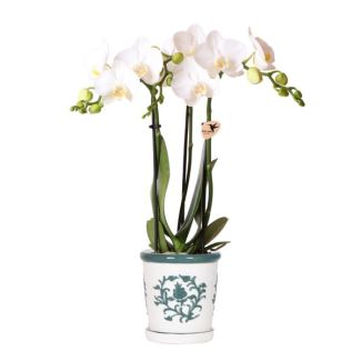 Bloeiende Kamerplant, Witte Vlinder Orchidee Amabilis in Malaga sierpot Groen,  Potmaat Ø9cm,