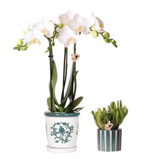 Bloeiende Kamerplant,Set van Witte Phalaenopsis Orchidee Amabilis in Malaga pot potmaat Ø9cm, Succulent in Painted Stripe pot Groen Ø6cm