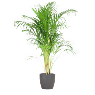 Areca Palm (Dypsis) mit Viber Grijs - 100cm - Ø21