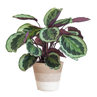 Calathea Medaillon met Lissabon mand wit - 65cm - Ø19